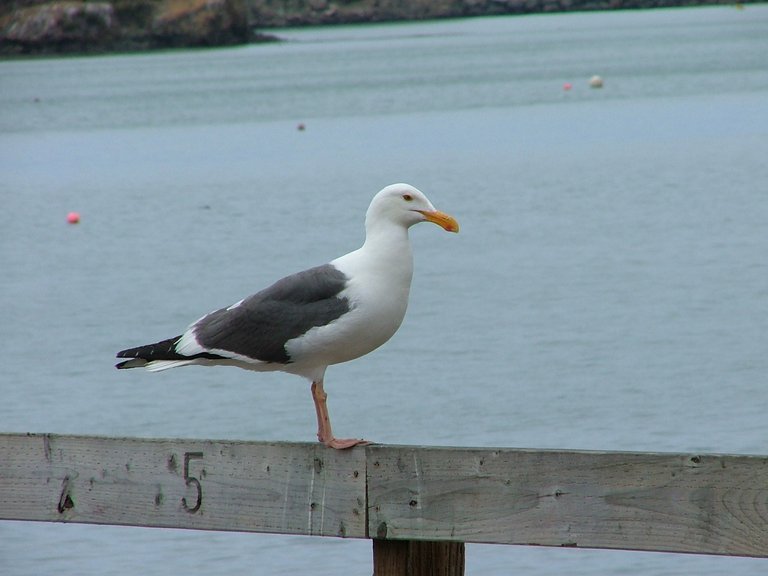 04 June - Oceano - Avila Bay Seagull 2.JPG