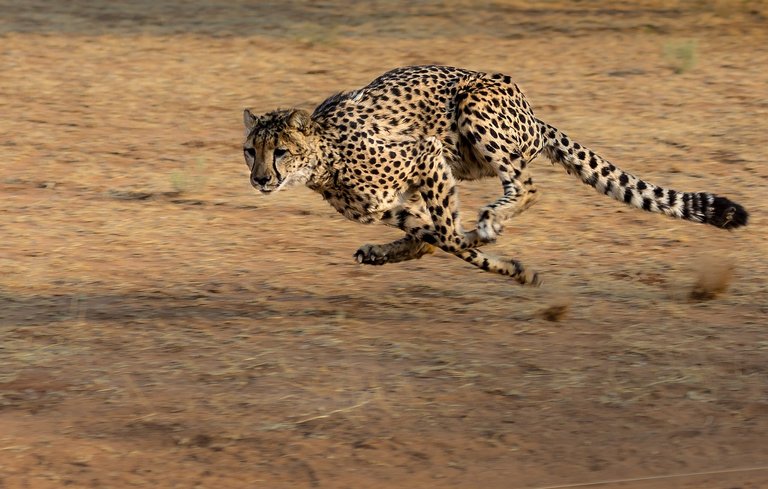 cheetah-2859581_1280.jpg