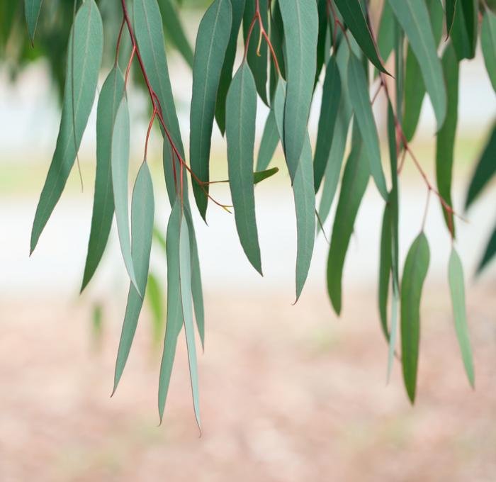 eucalyptus-leaves.jpg