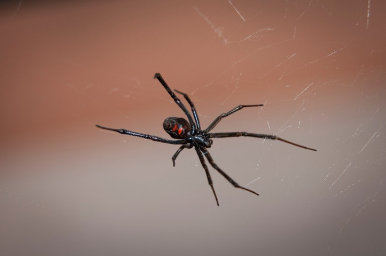 black-widow-spider-2042047.jpg