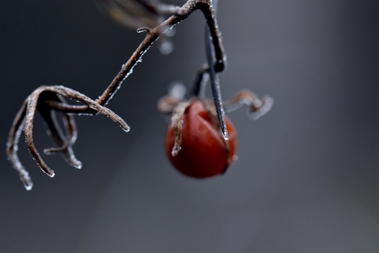 frozen tomato.jpg