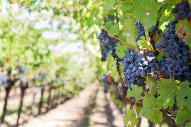 purple-grapes-vineyard-napa-valley-napa-vineyard-39351.jpeg