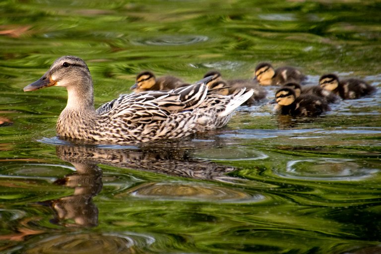 nikon-birds-136-Edit.jpg