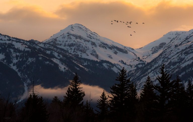 Grand Teton birds