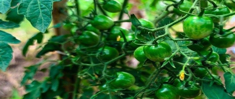 TOMATOES-2013-825-375-1-2.jpg