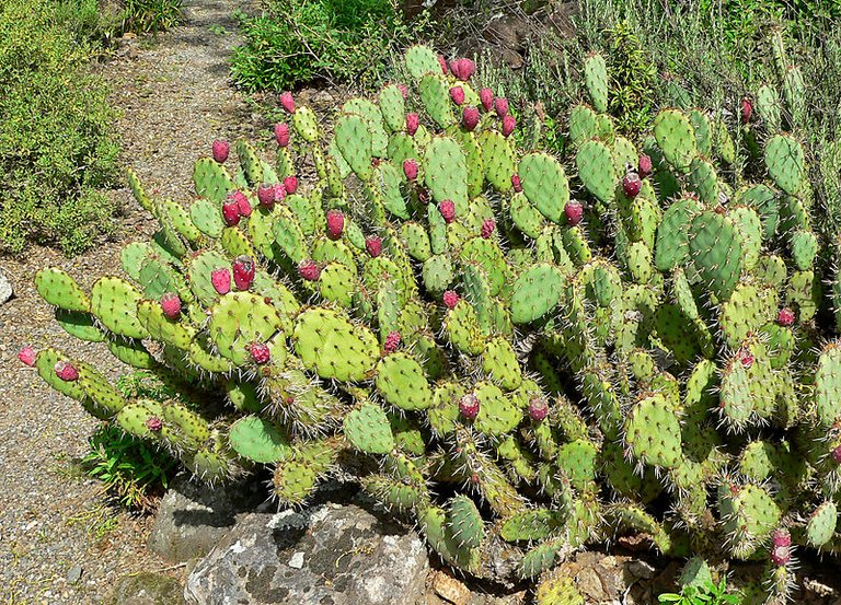 800px-Opuntia_littoralis_var_vaseyi_4.jpg