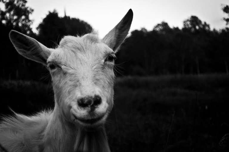 goat portrait