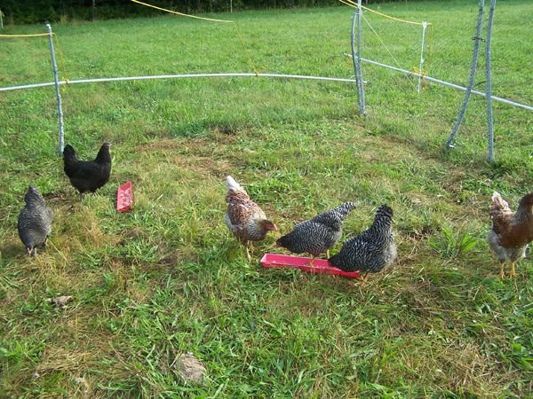 Broilers13 crop Aug. 2012.jpg