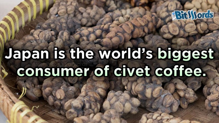 bitwords steemit most expensive coffe kopi luwark (3).jpg