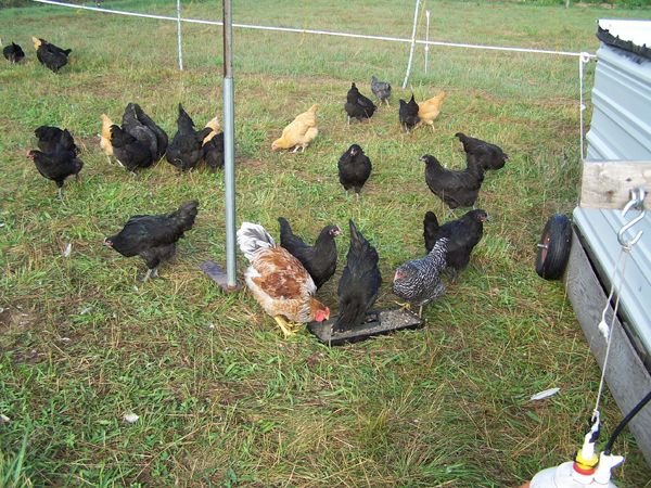 Broilers1 crop Aug. 2012.jpg