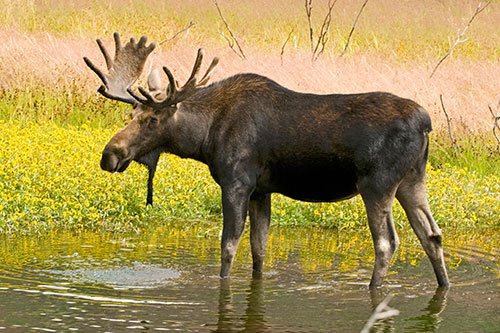 large-bull-moose-at-stream.jpg