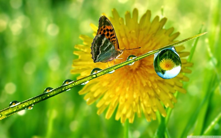 butterfly-water-drops-hd-wallpapers-top-images-fullscreen1.jpg