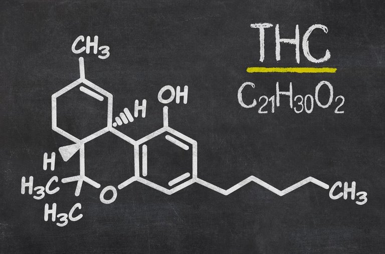 THC (1).JPG