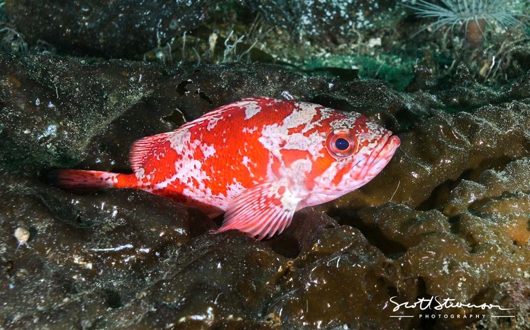 Vermilion Rockfish-7.jpg