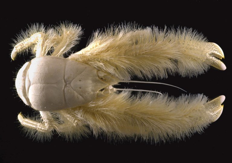 13-Yeti-Crab.jpg