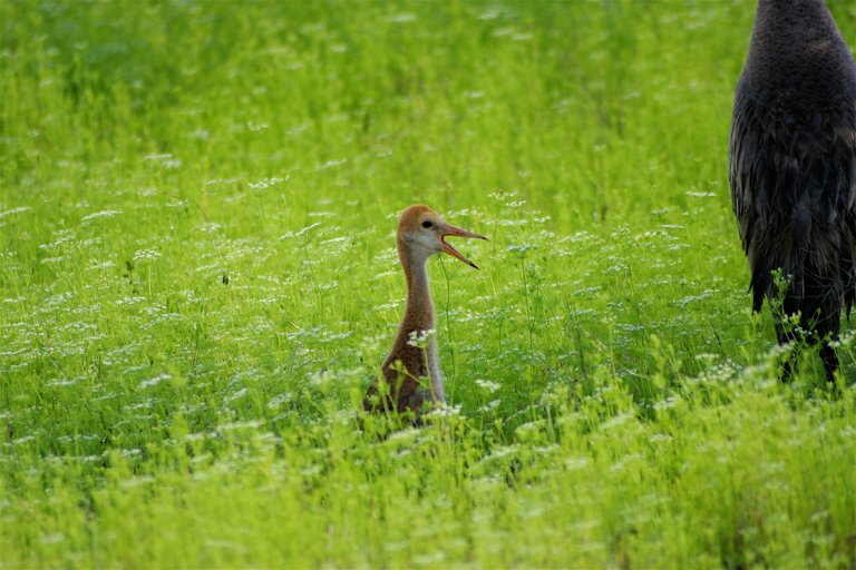 baby crane best.jpg