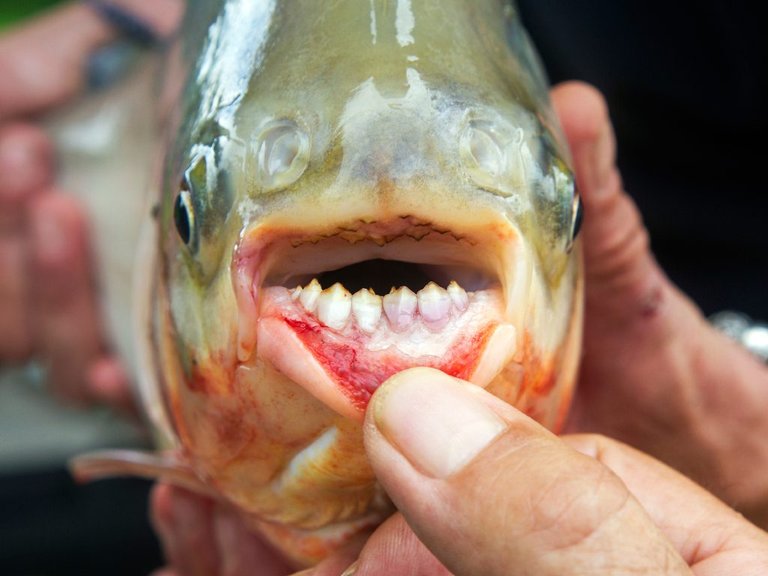 pacu-fish-california-1024x768.jpg