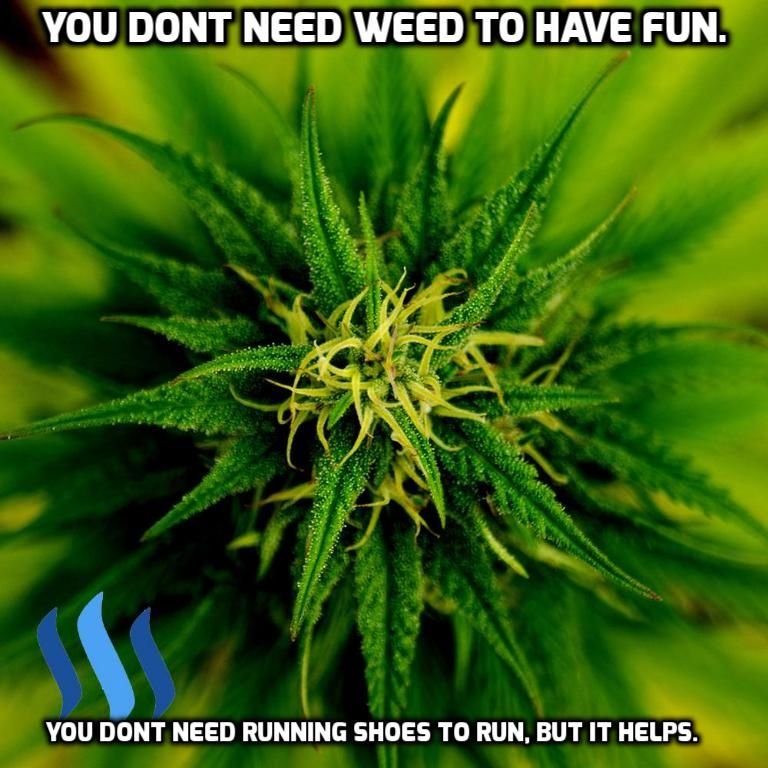 WEED FUN RUN QUOTE.jpg