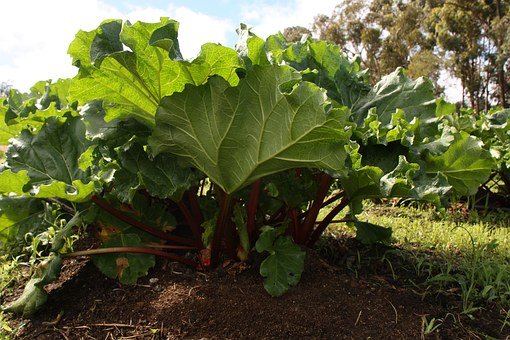 rhubarb-plant-1406455__340.jpg