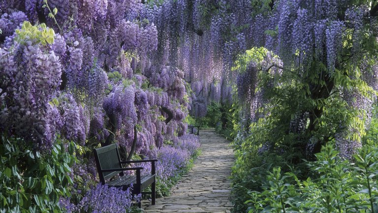 germany wisteria high definition wallpaper.jpg