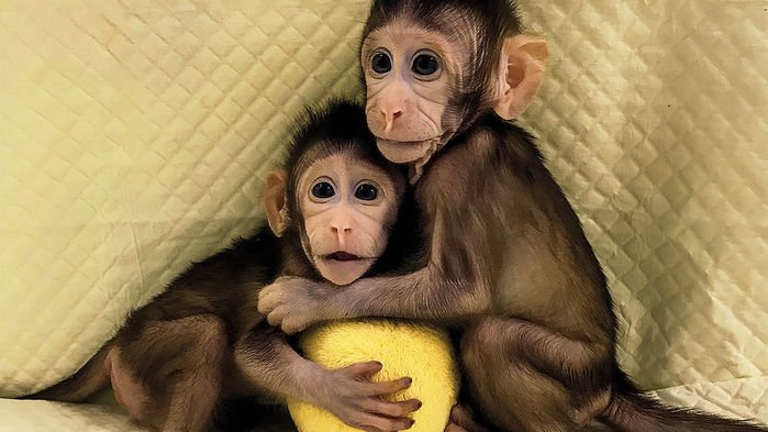 monkeys_16x9.jpg