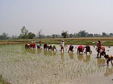 220px-Sauraha-079.JPG