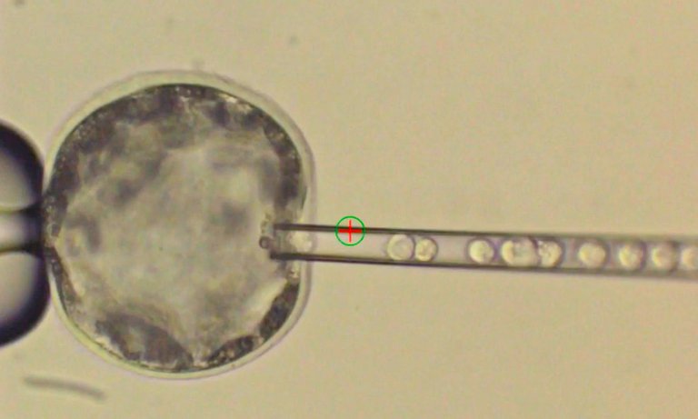 Salk Institute Human Stem Cells Into Pig Embryo.jpg