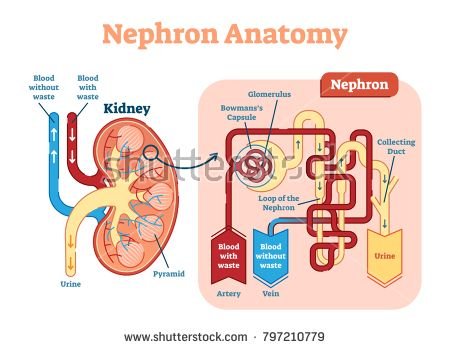 stock-vector-the-nephron-is-the-microscopic-structural-and-functional-unit-of-the-kidney-797210779.jpg