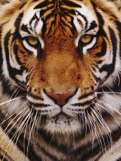 adam-jones-bengal-tiger-face-panthera-tigris-asia_a-l-6013719-14258389.jpg