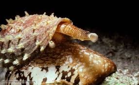 Cone Snail.jpg