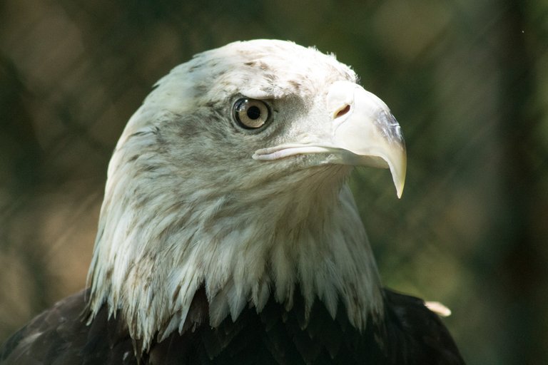 eagle.jpg