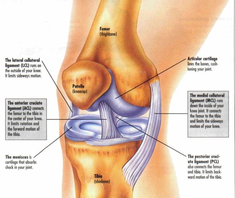 knee-anatomy-1024x862.jpg