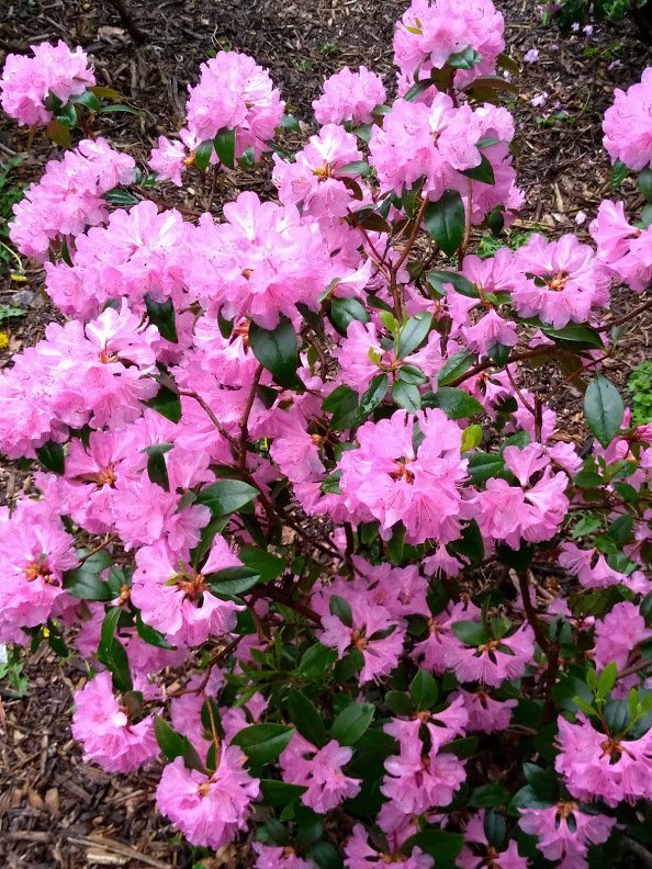 RiotousRhododendron.jpg