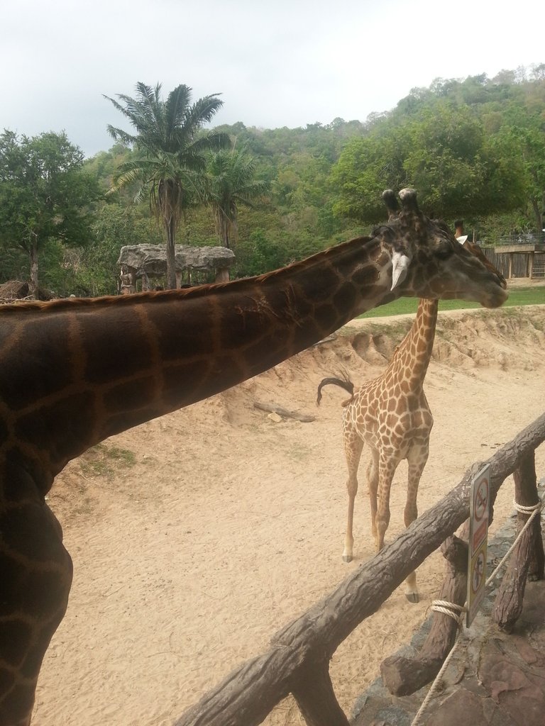 Khao Kheow Open Zoo12.jpg