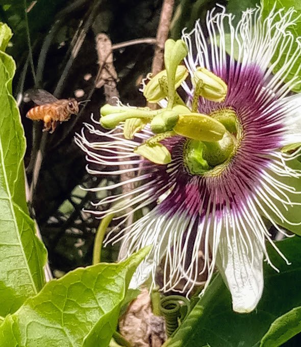 passionflower bee.jpg