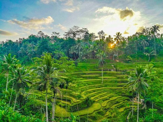 tegalalang-rice-terrace.jpg