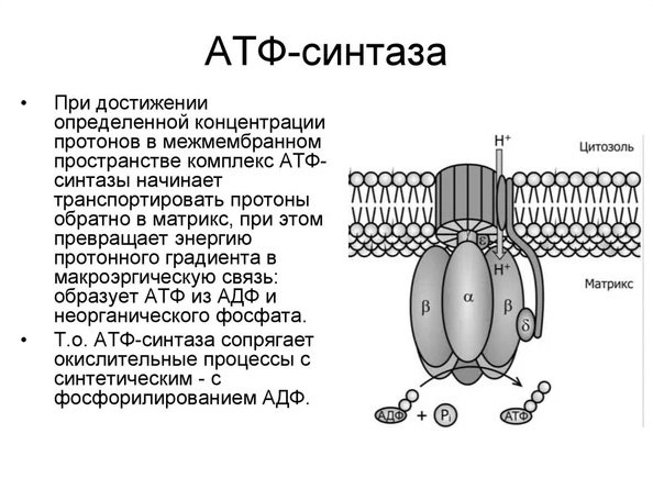 kosmos13.jpg