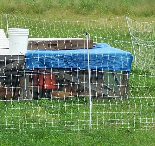 Salatin pen2 tarp crop June 09.jpg