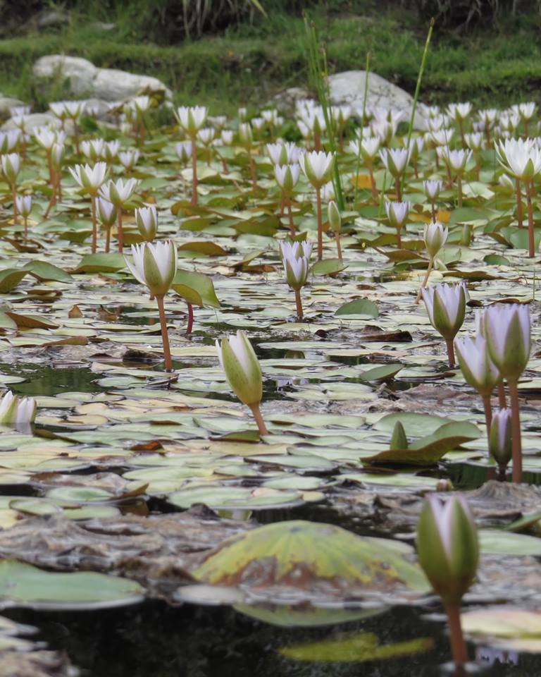 Jardín Botánico Merida.3.jpg