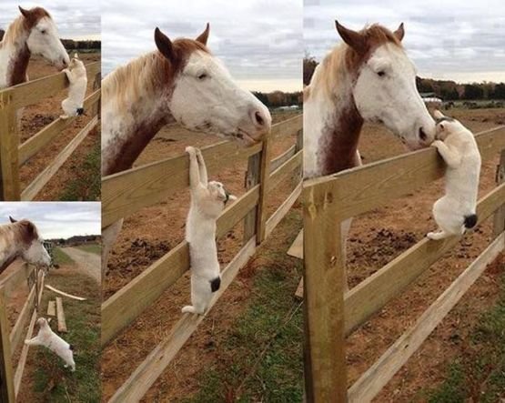 inspiring-friendship-between-horse-and-cat.jpg