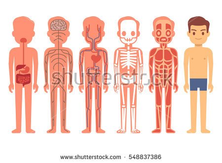 stock-vector-human-body-anatomy-vector-illustration-male-skeleton-muscular-circulatory-nervous-and-digestive-548837386.jpg