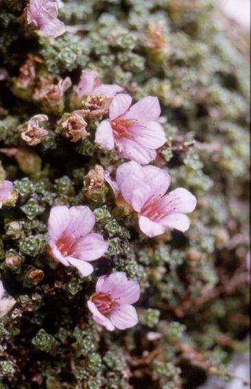 saxifrage purple.jpg