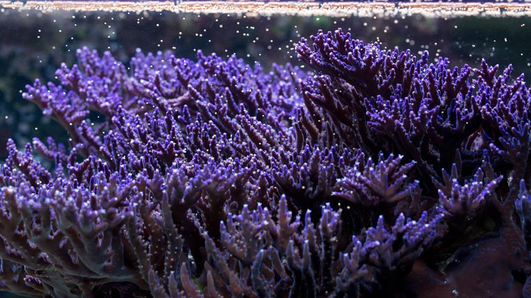 coral-spwaning-horniman.jpg