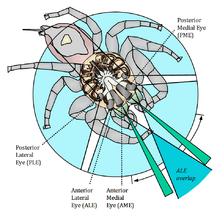 Jumping_spider_vision_David_Hill.png