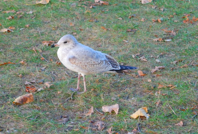 Gull__GIMP__P1100702.JPG