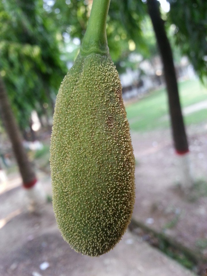 Baby Jackfruit.jpg