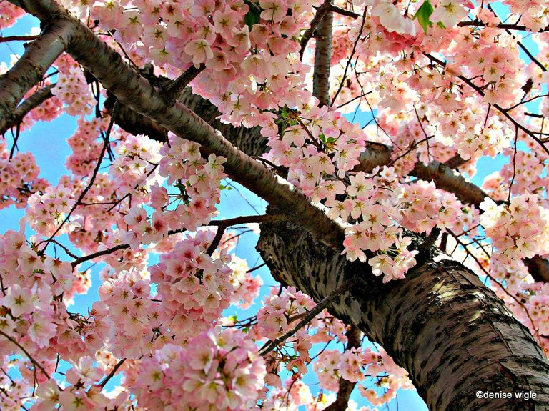 cherry trees.jpg
