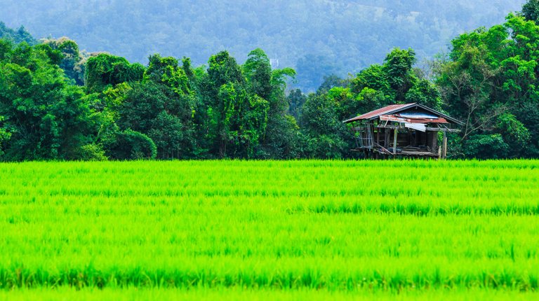 rural-landscape-cambodia.jpg