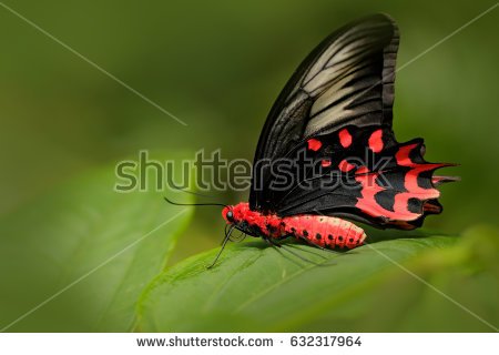 stock-photo-antrophaneura-semperi-in-the-nature-green-forest-habitat-malaysia-india-insect-in-tropic-jungle-632317964.jpg