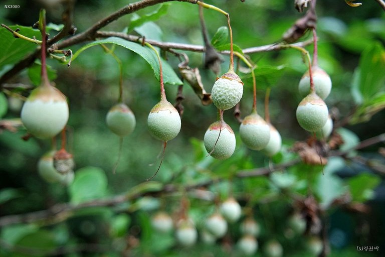 SAM_2327_Styrax japonica.jpg